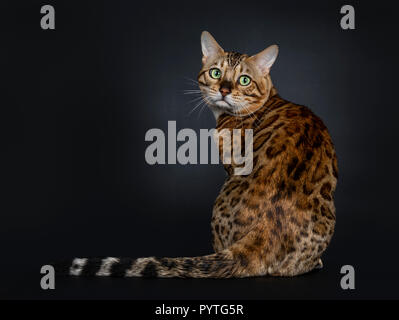 Handsome shiny young adult male Bengal cat, sitting backwards, looking over shoulder to camera with green eyes isolated on black background Stock Photo