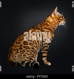 Handsome shiny young adult male Bengal cat, sitting side wayss, looking straight ahead / profile isolated on black background Stock Photo