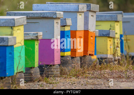 Colorful bee hives in a row on old car tires Stock Photo