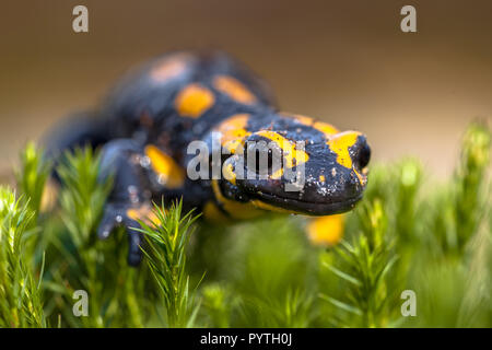 Fire salamander newt (Salamandre salamandre) live in central European  forests and are more common amphibians in hilly areas. Stock Photo