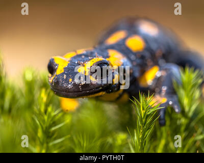 Fire salamander newt (Salamandre salamandre) live in central European deciduous forests and are declining amphibians in numbers Stock Photo