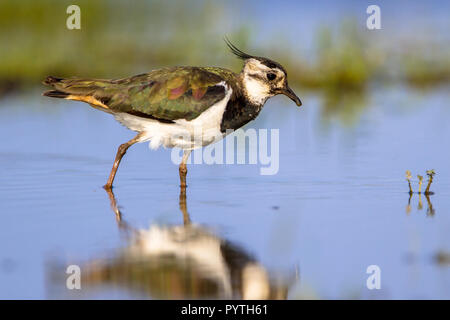 Walking Female Northern lapwing bird (Vanellus vanellus) wading through shallow water while feeding on insects Stock Photo