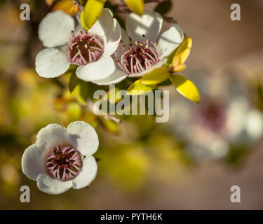 Detail of medical Manuka tea tree flower and seed boxes Stock Photo