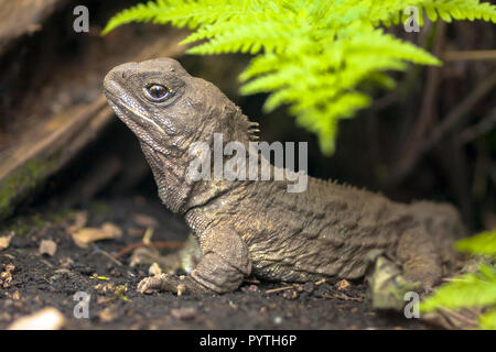 Tuatara, the living fossil, is a native and endemic reptile in new zealand. Animal in natural environment Stock Photo