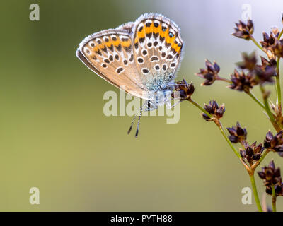 Female Silver-studded blue (Plebejus argus) butterfly resting and sleeping on Sharp-flowered Rush (Juncus acutiflorus) in natural habitat Stock Photo