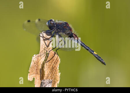 Large white-faced darter or yellow-spotted whiteface (Leucorrhinia pectoralis) dragonfly perched on stick. This insect inhabits marshy borders and pre Stock Photo