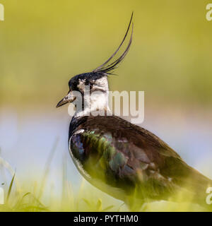 Portrait of Northern lapwing (Vanellus vanellus) bird in grassland habitat where it breeds. with bright colored background in blue and green Stock Photo