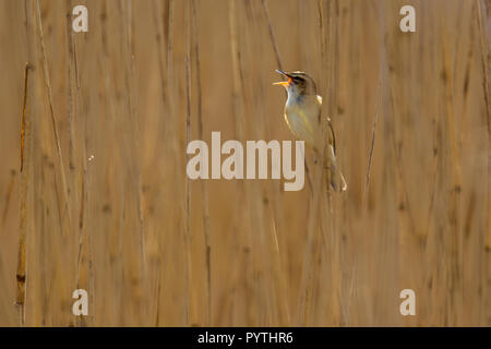 Singing Sedge warbler (Acrocephalus schoenobaenus) in reed marsh habitat. It is a medium-sized migratory warbler with a brown, streaked back and wings Stock Photo