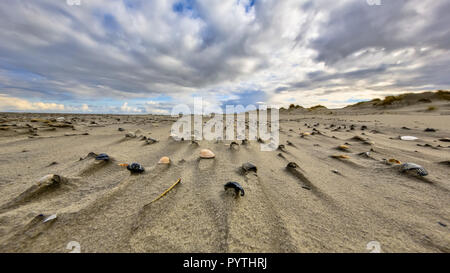 Cerastoderma shells on wind swept beach of uninhabited Rottumerplaat island in the dutch Waddensea