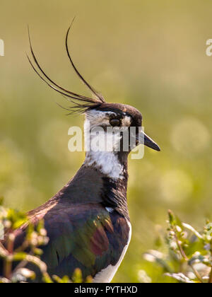 Vertical portrait of Northern lapwing (Vanellus vanellus) bird in grassland habitat where it breeds. with bright green colored background Stock Photo