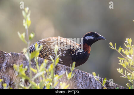 Black francolin (Francolinus francolinus), a gamebird in the pheasant family, sitting on a log Stock Photo