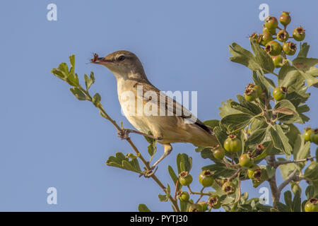 Olive-tree warbler (Hippolais olivetorum) with insect prey on migration on Cyprus island Stock Photo