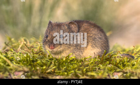 Bank vole (Myodes glareolus; formerly Clethrionomys glareolus). Small vole with red-brown fur in natural habitat Stock Photo