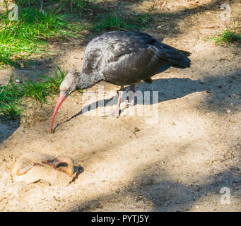 glossy black northern bald hermit ibis bird walking in the sand a closeup animal bird portrait Stock Photo