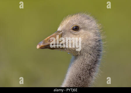 Cute Head of Greylag goose (Anser anser) Chick on natural green background. This bird species occurs in Europe and North Asia and was introduced to Au Stock Photo