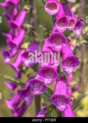 Flowers of Common Foxglove (Digitalis purpurea) in natural habitat Stock Photo