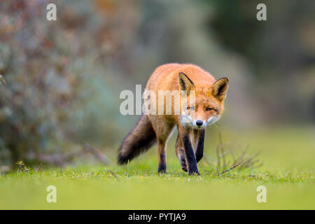 European red fox (Vulpes vulpes) walking on grass in the dunes with bush of common sea-buckthorn (Hippophae rhamnoides) in background Stock Photo