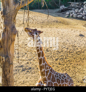 giraffe reaching with his long neck and eating from a tree branch african savanna animal portrait