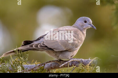 Juvenile Eurasian collared dove (Streptopelia decaocto) on a branch of a conifer on the island of Cyprus Stock Photo