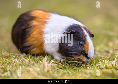 Guinea Pig eating grass of ecological backyard Stock Photo