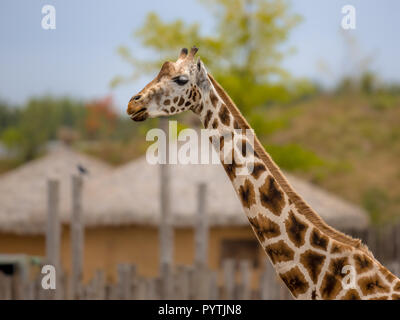Southern giraffe (Giraffa giraffa) in african village setting. This  is a species of mammal native to Southern Africa. Stock Photo