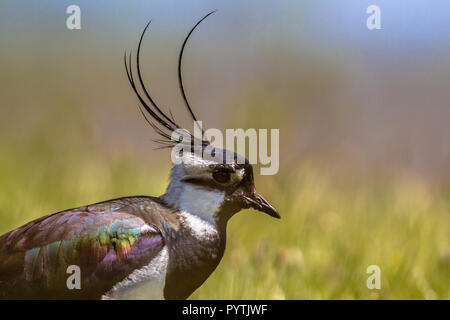 Sideview portrait of Northern lapwing (Vanellus vanellus) bird in grassland habitat where it breeds. with bright colored background in blue and green Stock Photo