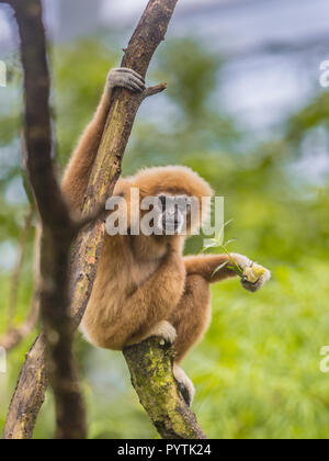 Lar gibbon (Hylobates lar), also known as the white-handed gibbon perched on branch in rainforest jungle Stock Photo