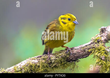 Yellowhammer (Emberiza citrinella) on branch. this bird is partially migratory, with much of the population wintering further south. Stock Photo