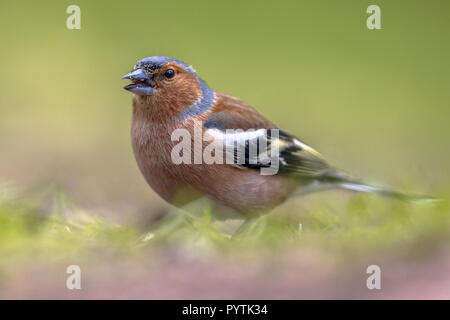 Common Chaffinch (Fringilla coelebs) in grass of lawn in an ecological garden. The chaffinch breeds in much of Europe, across Asia to Siberia and in n Stock Photo