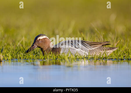 Male garganey duck (Anas querquedula) foraging in wetland in early morning sun. This is a small dabbling duck. It breeds in much of Europe and western Stock Photo