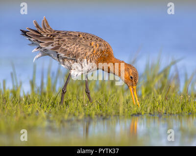 Close up of Black-tailed Godwit (Limosa limosa) foraging in shallow water of a wetland. Marshlands are used as layovers during migration. Stock Photo