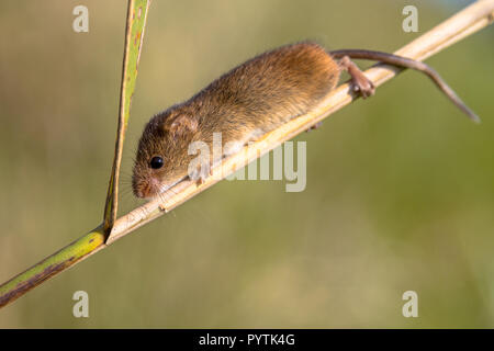 Harvest mouse (Micromys minutus) is a small rodent native to Europe and Asia Stock Photo