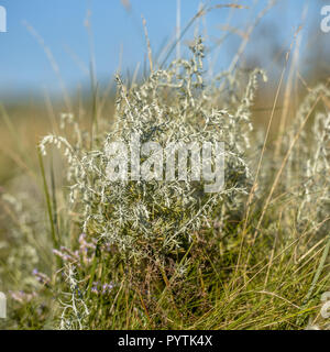 Sea wormwood (Artemisia maritima) on saltmarsh in the waddensea Stock Photo