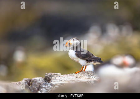 Puffin on rock overlooking breeding colony with other puffins in background on Farne islands, England Stock Photo