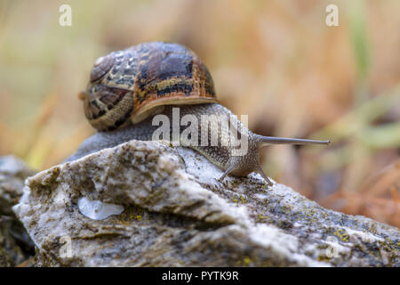 Garden snail (Cornu aspersum) on a stone with bright colorful background Stock Photo