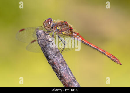 Common darter dragonfly (Sympetrum striolatum) perched on stick in the summer sun Stock Photo