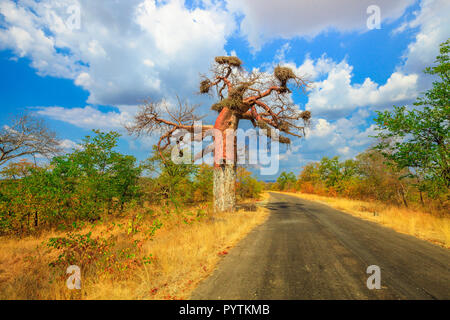 Game drive safari in Musina Nature Reserve, one of the largest collections of baobabs in South Africa. Scenic landscape of Baobab tree in Limpopo Game and Nature Reserves. Stock Photo