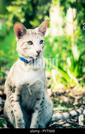 Close up portrait image of a domestic cat in a garden with copy space Stock Photo