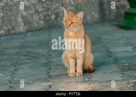 Stray red-haired cat sitting lonely on a pavement Stock Photo