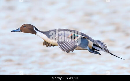 Side view close up of wild male northern pintail duck (Anas acuta UK) isolated in flight, heading left, over water. Pintail drake flying in winter. Stock Photo