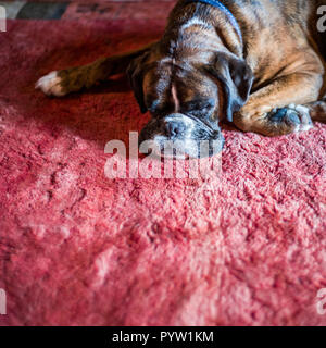 Boxer dog sleeping on red rug Stock Photo