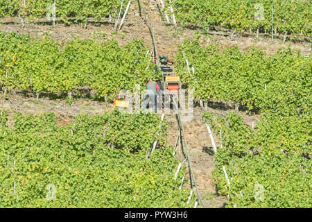 Monorackbahn monorail or rack railway lifting crates and grapes on the very steep slopes of a Moselle valley vineyard during harvesting, Germany Stock Photo