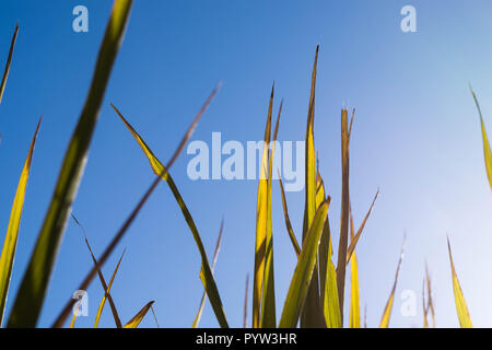 Close up of golden Japanese rice leaves of rice shot from under with blue sky and copy space. Stock Photo