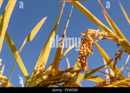 Close up golden Japanese ripe rice and golden leave with blue sky on a sunny day. Stock Photo