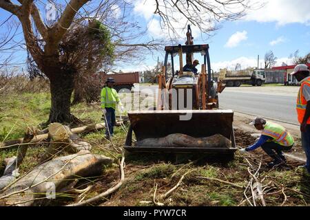 Saipan, Commonwealth of the Northern Mariana Islands (CNMI). 30th Oct, 2018. Workers clean the road outside Saipan International Airport, the Commonwealth of the Northern Mariana Islands (CNMI), Oct. 30, 2018. Super Typhoon Yutu, which hit the island territories overnight last Wednesday, caused extensive damage to critical infrastructure on Saipan and Tinian islands, including the Saipan airport. Credit: Gao Shan/Xinhua/Alamy Live News Stock Photo