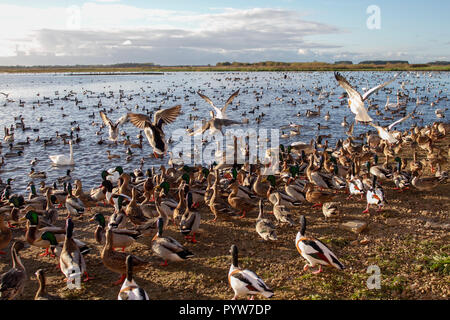 Burscough, Lancashire. UK Weather. 30/10/2018. 3pm swan feed at Martin Mere as thousands of migrant geese and ducks arrive to overwinter on the nature reserve. Colder weather and northerly winds has brought large numbers of migrant wildfowl species, including Shelduck, pintail, teal, and whooper swans.  Credit; MediaWorldImages/AlamyLiveNews. Stock Photo