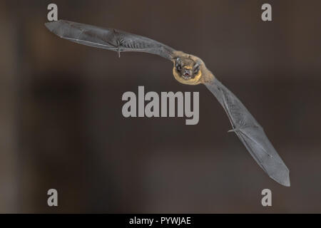 Pipistrelle bat (Pipistrellus pipistrellus) flying on attic of a house Stock Photo