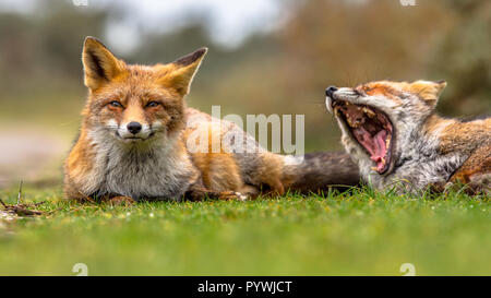 Two European red fox (Vulpes vulpes) family members lying in grass and moaning. This animal is present across the entire Northern Hemisphere from the  Stock Photo