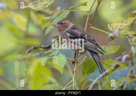 Female Chaffinch (Fringilla coelebs) sitting on branch in between autumn leaves of forest Stock Photo