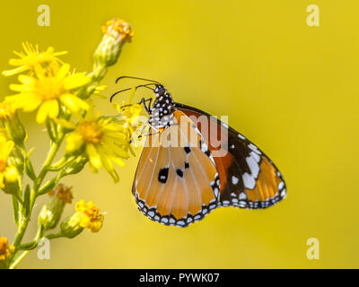 Plain tiger or African monarch butterfly (Danaus chrysippus) drinking nectar while perched on yellow flower Stock Photo
